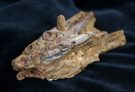 fossil crocodile for sale